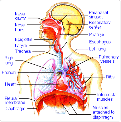 disajni-organi