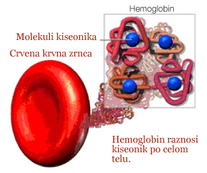 hemoglobin2