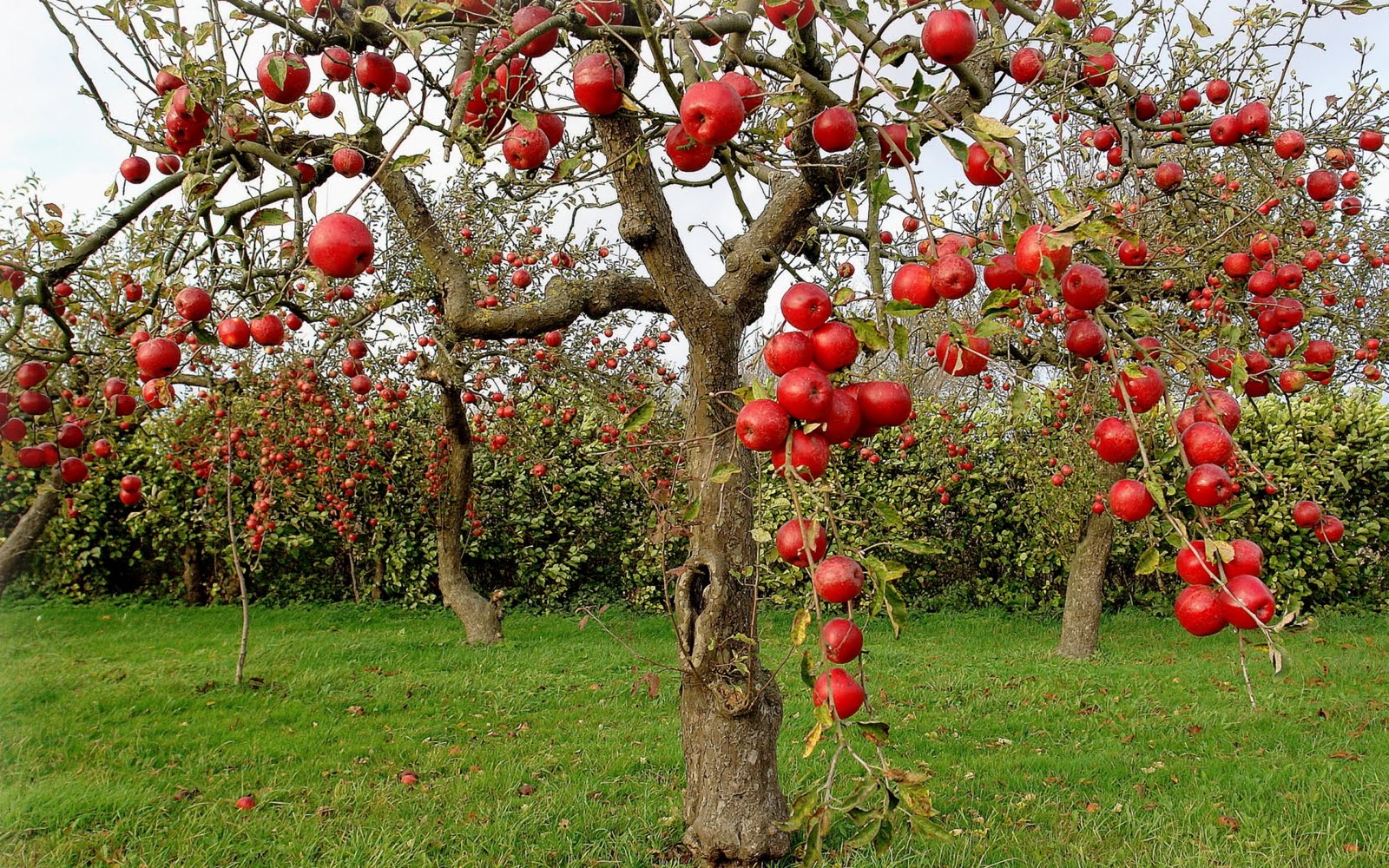 autumn-red-apples-1920x1200-manzanas-rojas-en-otoño