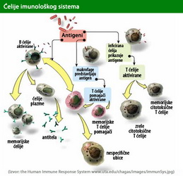 kako funkcionise imuni sistem